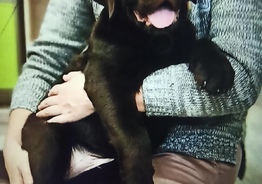 Chocolate Labrador Puppy