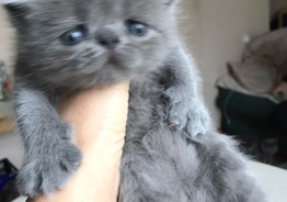 Продаю экзотических котят