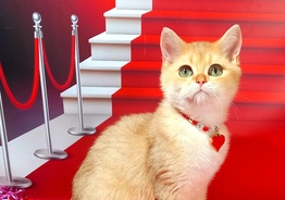 Золотая шиншилла golden chinchilla 