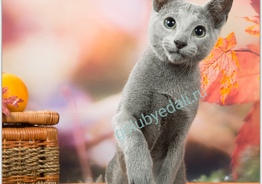 Русские Голубые котята