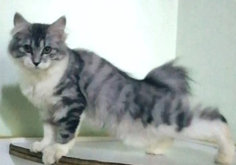 Котята Курильский бобтейл 