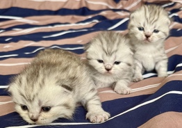 Шотландские котята 