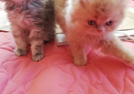 Персидские   кошки 