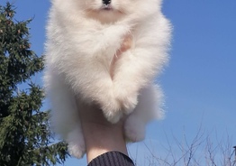 Померанский шпиц 