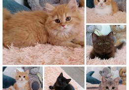Британские котята