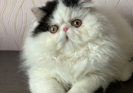 Котята Экзоты.