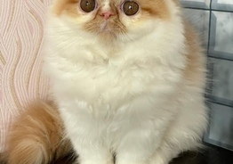 Экзоты