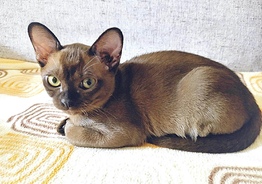 котята породы бурманская европейская.
