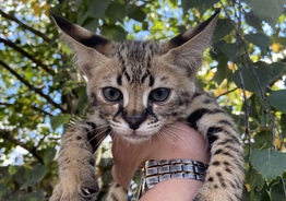Savannah F1
