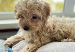 Maltipoo F1 mini
