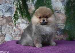 Pomeranian