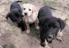 Лабрадор. Labrador Retriever.